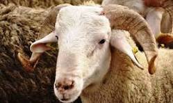 2026 Yılı Vekaletle Kurban bedelleri açıklandı